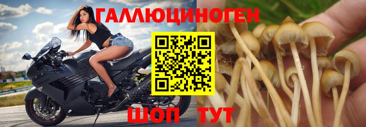 купить   Псилоцибиновые грибы MAGIC MUSHROOMS  Вход с VPN  Юрга 